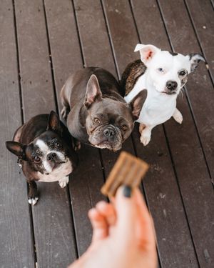 Image post by @evolvepetfood on Instagram
