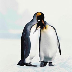 Image post by @animalplanet on Instagram