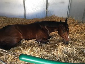 Image post by @spendthriftfarm on Instagram