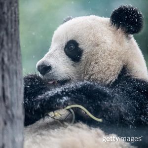Image post by @gettyimages on Instagram