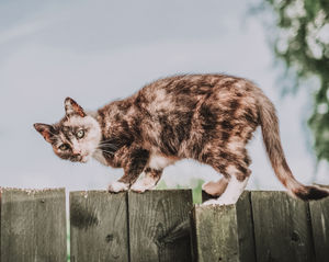 Image post by @triumphpetfood on Instagram