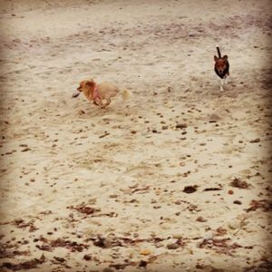 Image post by @laraleatrump on Instagram
