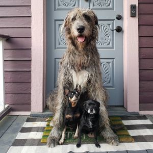 Image post by @thesavannahwolfhound on Instagram