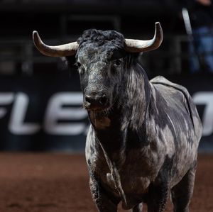 Image post by @bullfightersonly on Instagram
