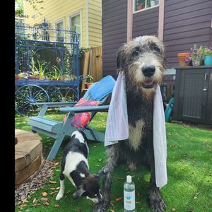 Image post by @thesavannahwolfhound on Instagram