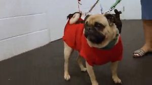 Video post by @FCDallas on Twitter