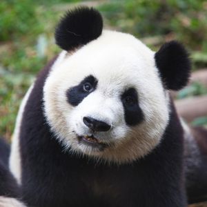 Image post by @animalplanet on Instagram