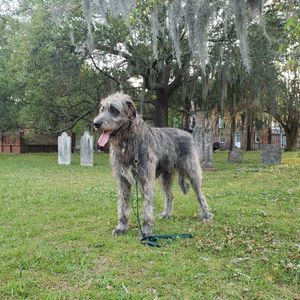 Image post by @thesavannahwolfhound on Instagram