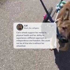 Image post by @walkinpets on Instagram