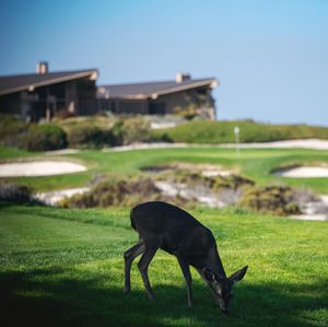 Image post by @pebblebeachresorts on Instagram