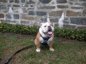 Image post by @GeorgetownJack on Twitter