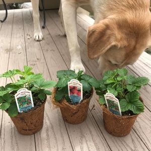 Image post by @kidsgardening on Instagram