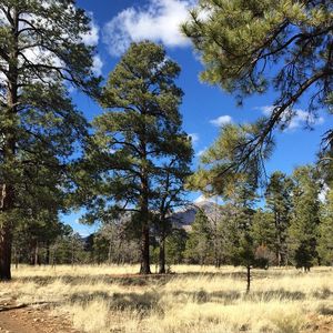Image post by @nauflagstaff on Instagram
