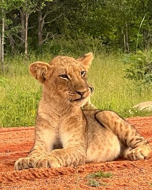 Image post by @chiawasafaris on Instagram