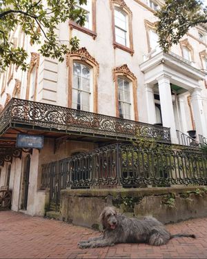 Image post by @thesavannahwolfhound on Instagram