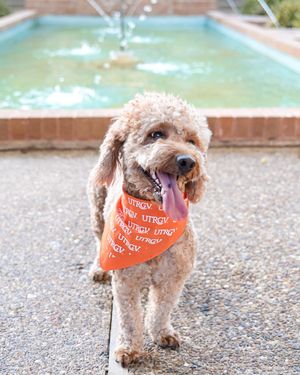 Image post by @utrgv on Instagram