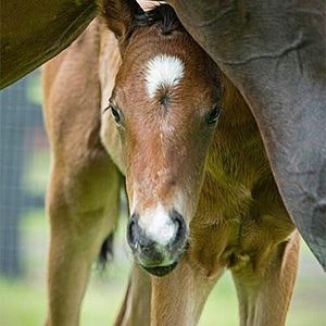 Image post by @australianturfclub on Instagram