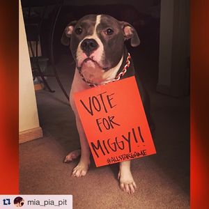 Image post by @ballysportsdet on Instagram