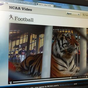 Image post by @lsuvolleyball on Instagram