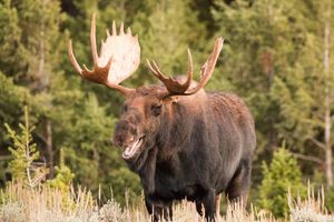 Image post by @NatlParkService on Twitter