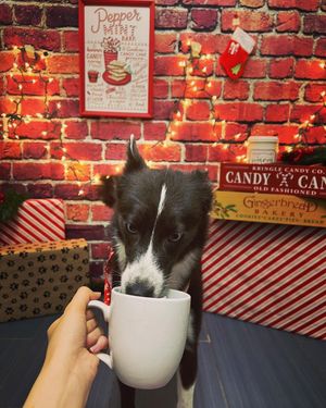 Image post by @tux_the_blue_pomsky on Instagram