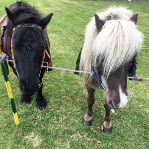 Image post by @australianturfclub on Instagram