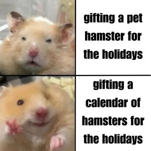 Image post by @hamstersociety.sg on Instagram