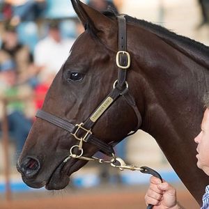 Image post by @australianturfclub on Instagram