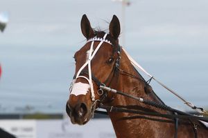 Image post by @NZHorseAmbulanceTrust on Facebook