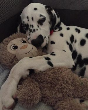 Image post by @snaffle_it on Instagram
