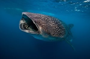 Image post by @AnimalPlanet on Twitter