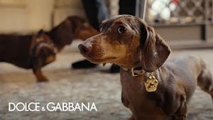 Video post by @dolcegabbana on YouTube