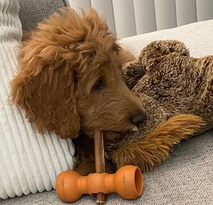 Image post by @bowwowlabs on Instagram