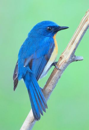 Image post by @Discovery on Twitter