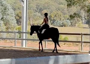 Image post by @balanceddressage on Instagram