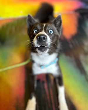 Image post by @tux_the_blue_pomsky on Instagram