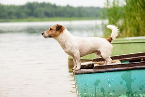 Image post by @triumphpetfood on Instagram