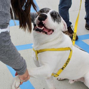 Image post by @spokhumanesoc on Instagram