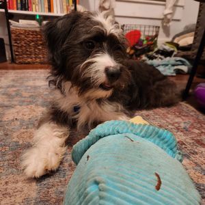 Image post by @thesavannahwolfhound on Instagram