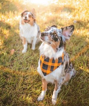Image post by @evolvepetfood on Instagram