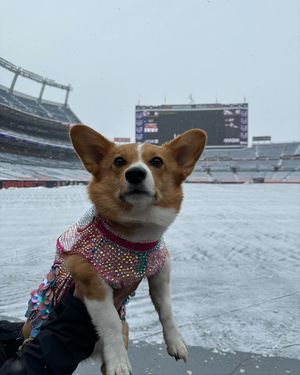 Image post by @ziggy_thecorg on Instagram