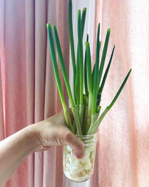 Image post by @kidsgardening on Instagram