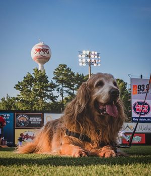 Image post by @carolinamudcats on Instagram