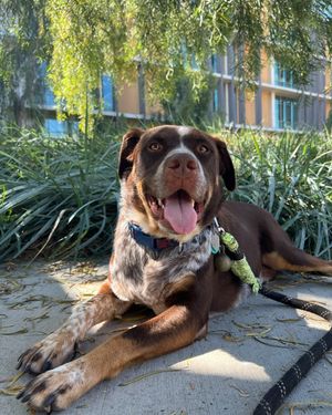 Image post by @ucsdadmissions on Instagram