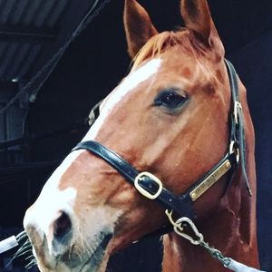 Image post by @snaffle_it on Instagram