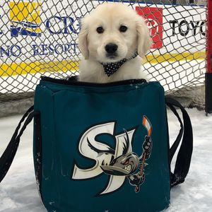 Image post by @sjbarracuda on Instagram