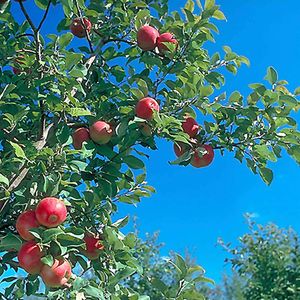 Image post by @shopbachmans on Instagram