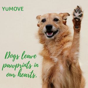 Image post by @yumove_usa on Instagram