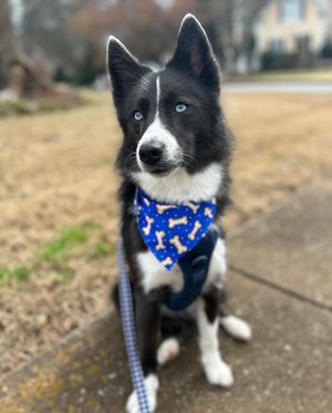 Image post by @tux_the_blue_pomsky on Instagram