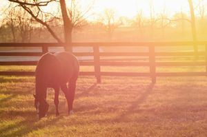 Image post by @spendthriftfarm on Instagram